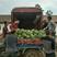 产地直供:蒲城甜王西瓜，个头大糖份高，耐储存运输一手货源