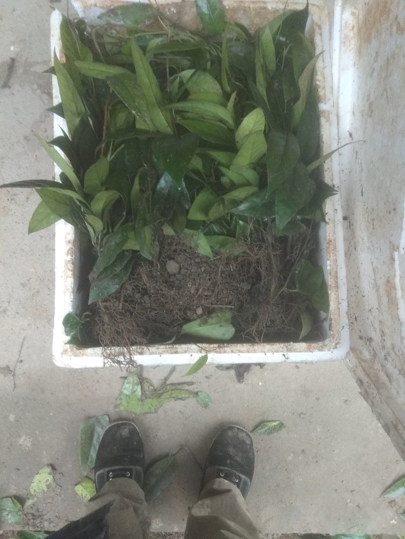 黑老虎3年苗湖南绥宁布福娜苗特色水果苗黑老虎苗