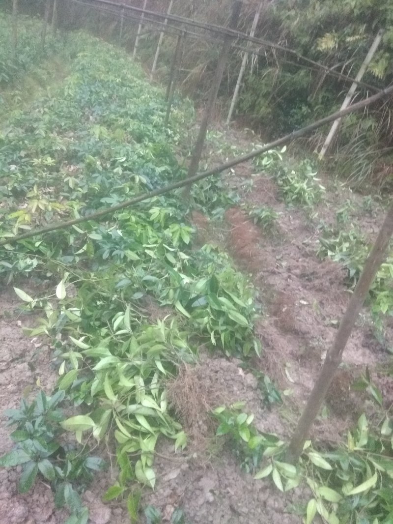 黑老虎3年苗湖南绥宁布福娜苗特色水果苗黑老虎苗