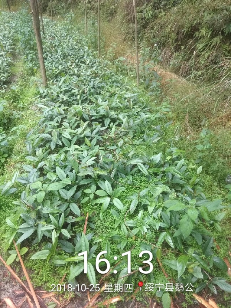黑老虎3年苗湖南绥宁布福娜苗特色水果苗黑老虎苗