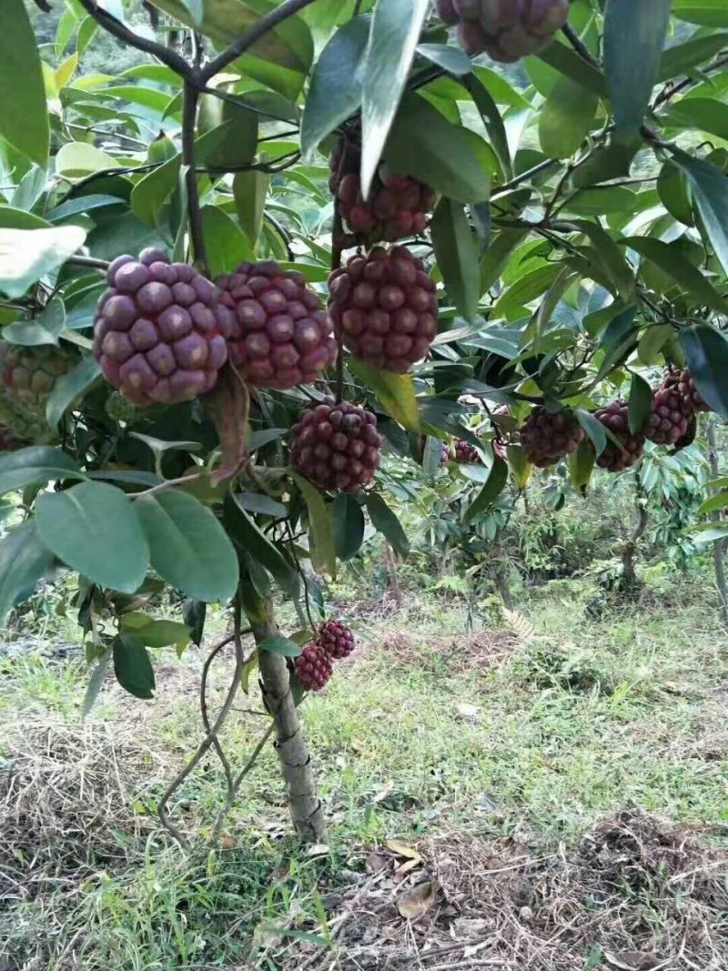 黑老虎3年苗湖南绥宁布福娜苗特色水果苗黑老虎苗