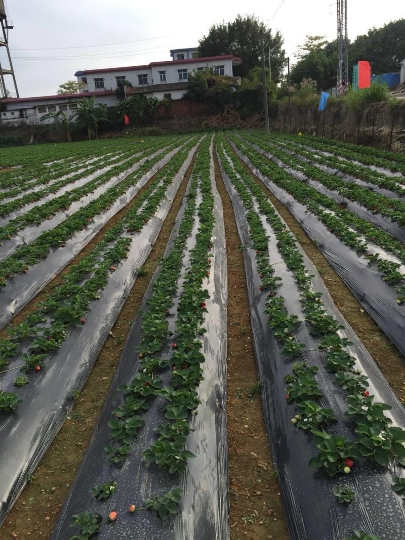 黑白地膜防草除草膜厂家直销可货到付款