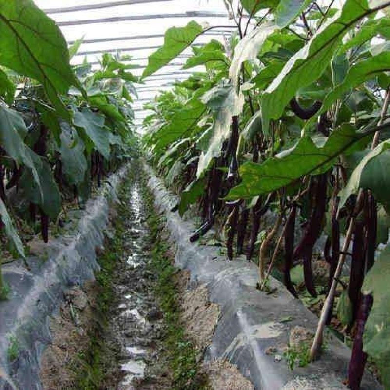 黑白地膜防草除草膜厂家直销可货到付款