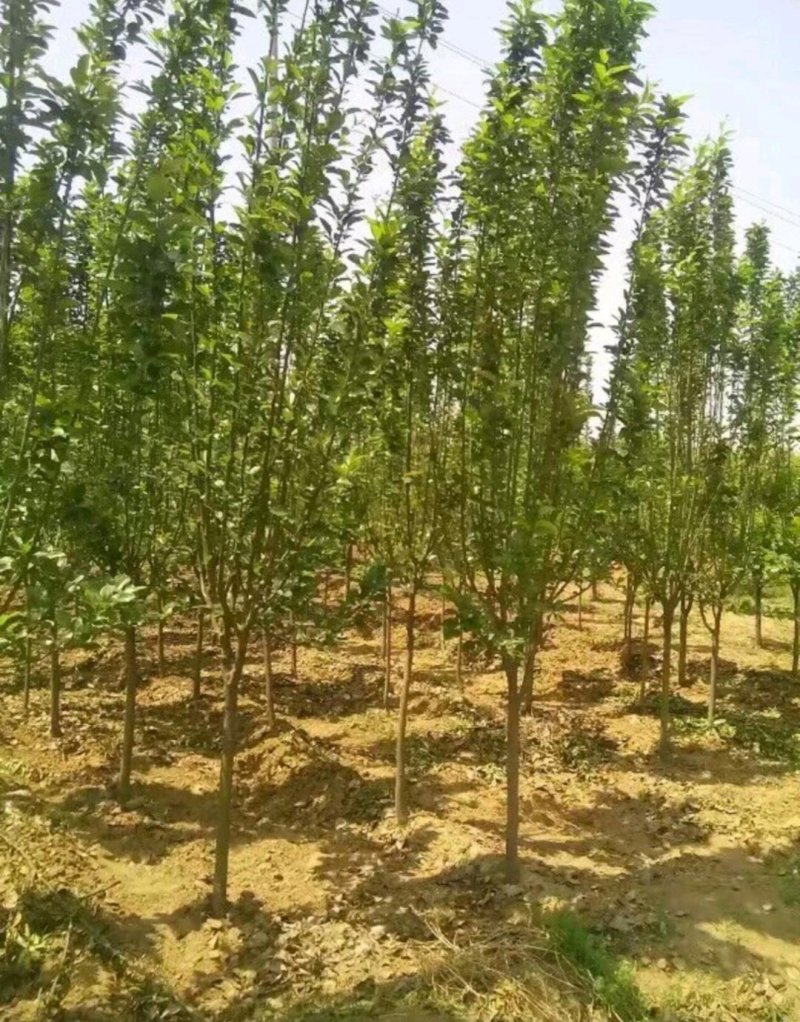 海棠树：3-15公分。西府，绚丽，垂丝，冬红木瓜基地直发