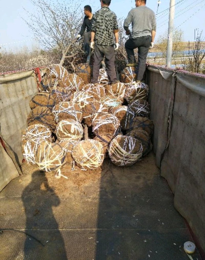海棠树：3-15公分。西府，绚丽，垂丝，冬红木瓜基地直发