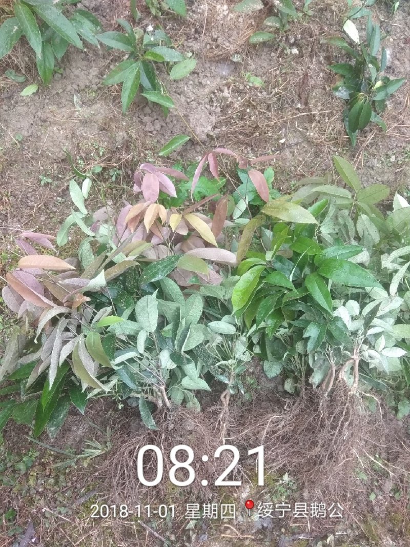 九月黄苗九月黄大苗…八月瓜苗批湖南绥宁原产地发货