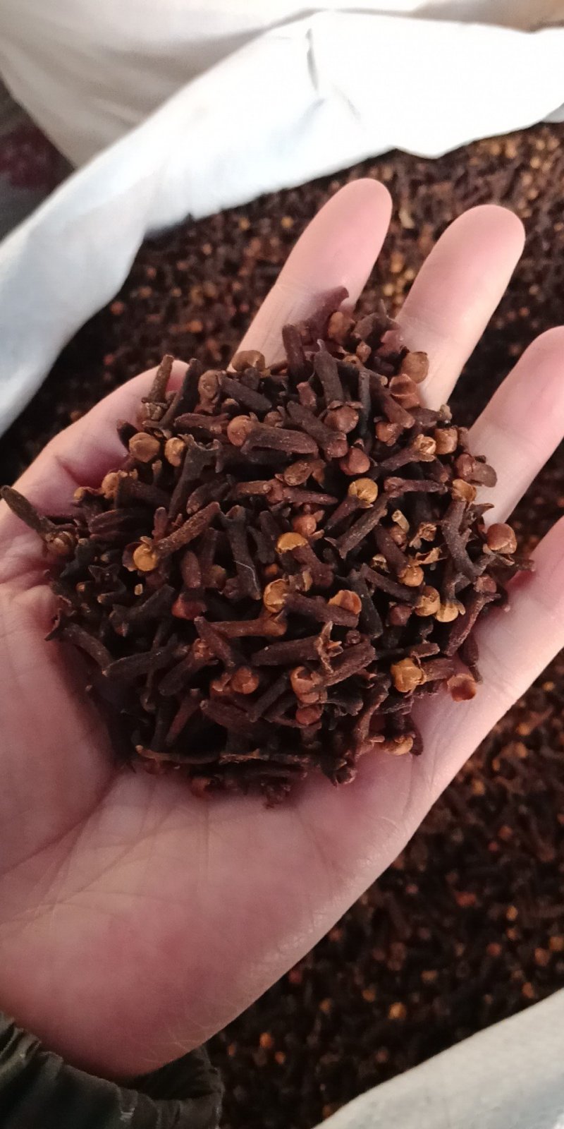丁香丁香调料公丁香各种中药材批发质量保证产地
