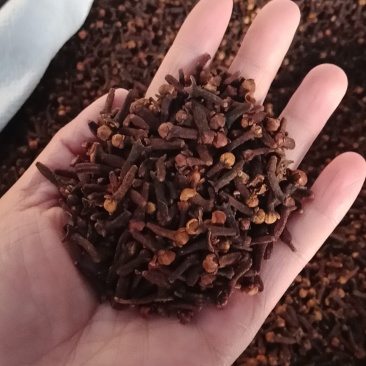 丁香丁香调料公丁香各种中药材批发质量保证产地
