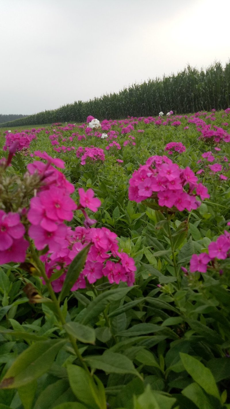 宿根花卉，多年生宿根花卉适合大面积绿花