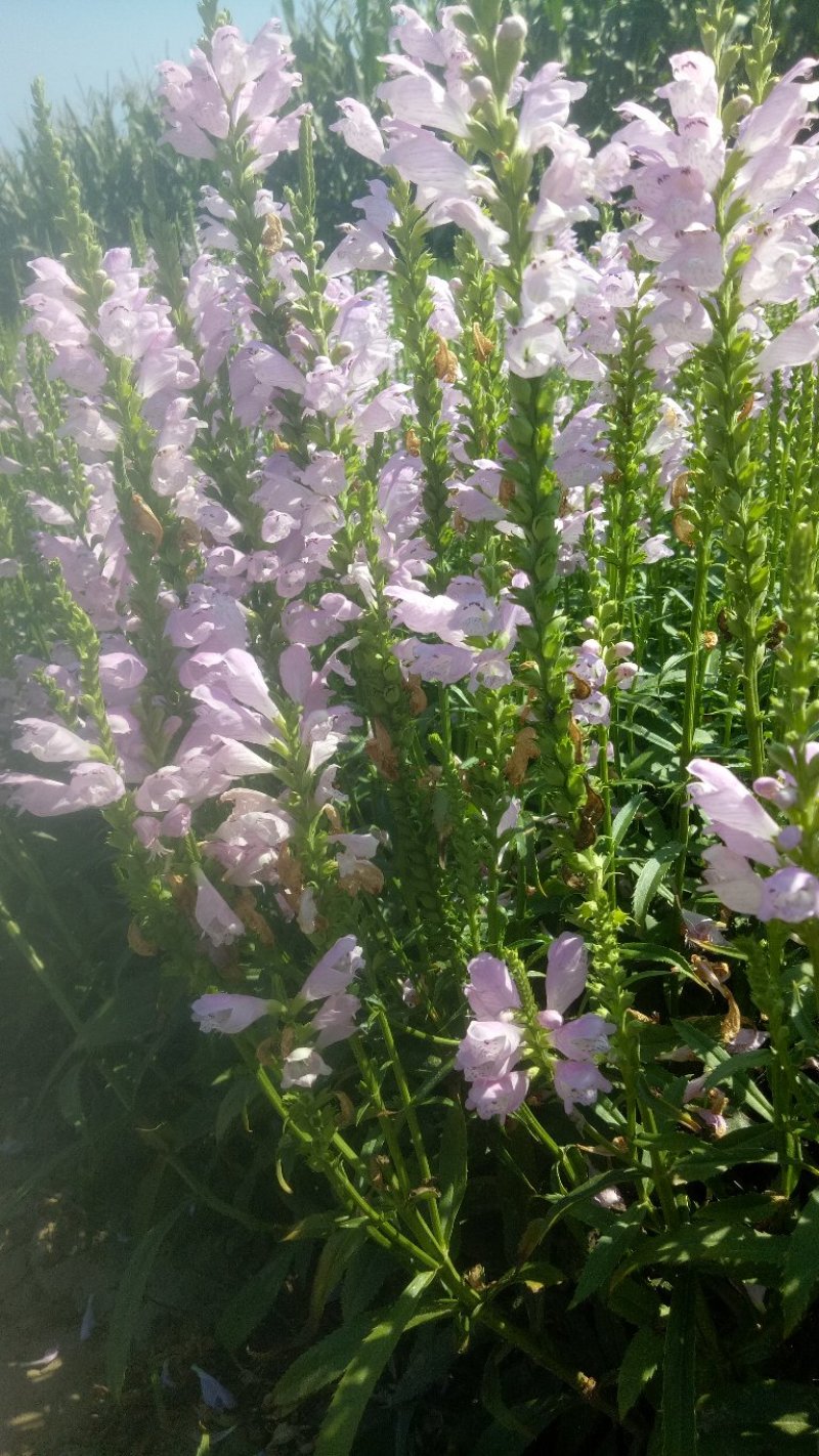 宿根花卉，多年生宿根花卉适合大面积绿花