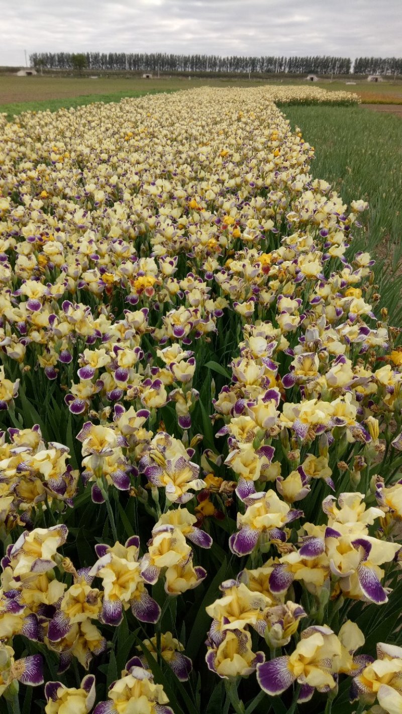 宿根花卉，多年生宿根花卉适合大面积绿花