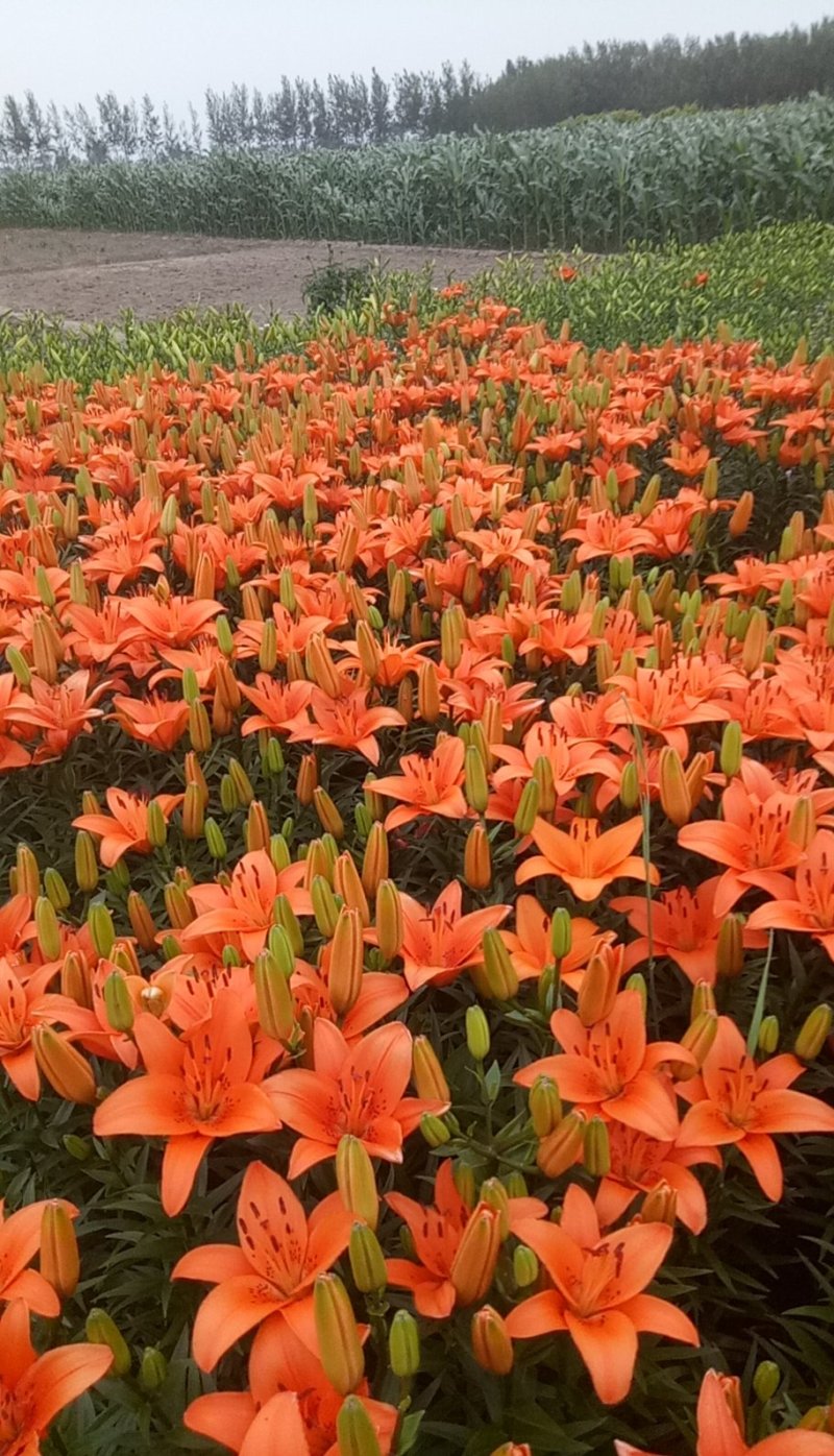 宿根花卉，多年生宿根花卉适合大面积绿花