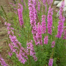 宿根花卉，多年生宿根花卉适合大面积绿花