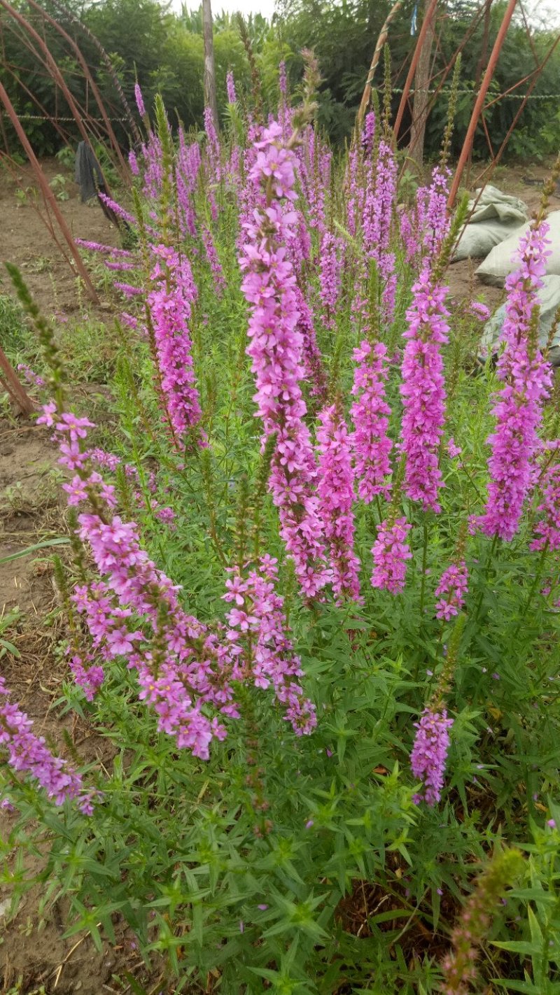 宿根花卉，多年生宿根花卉适合大面积绿花