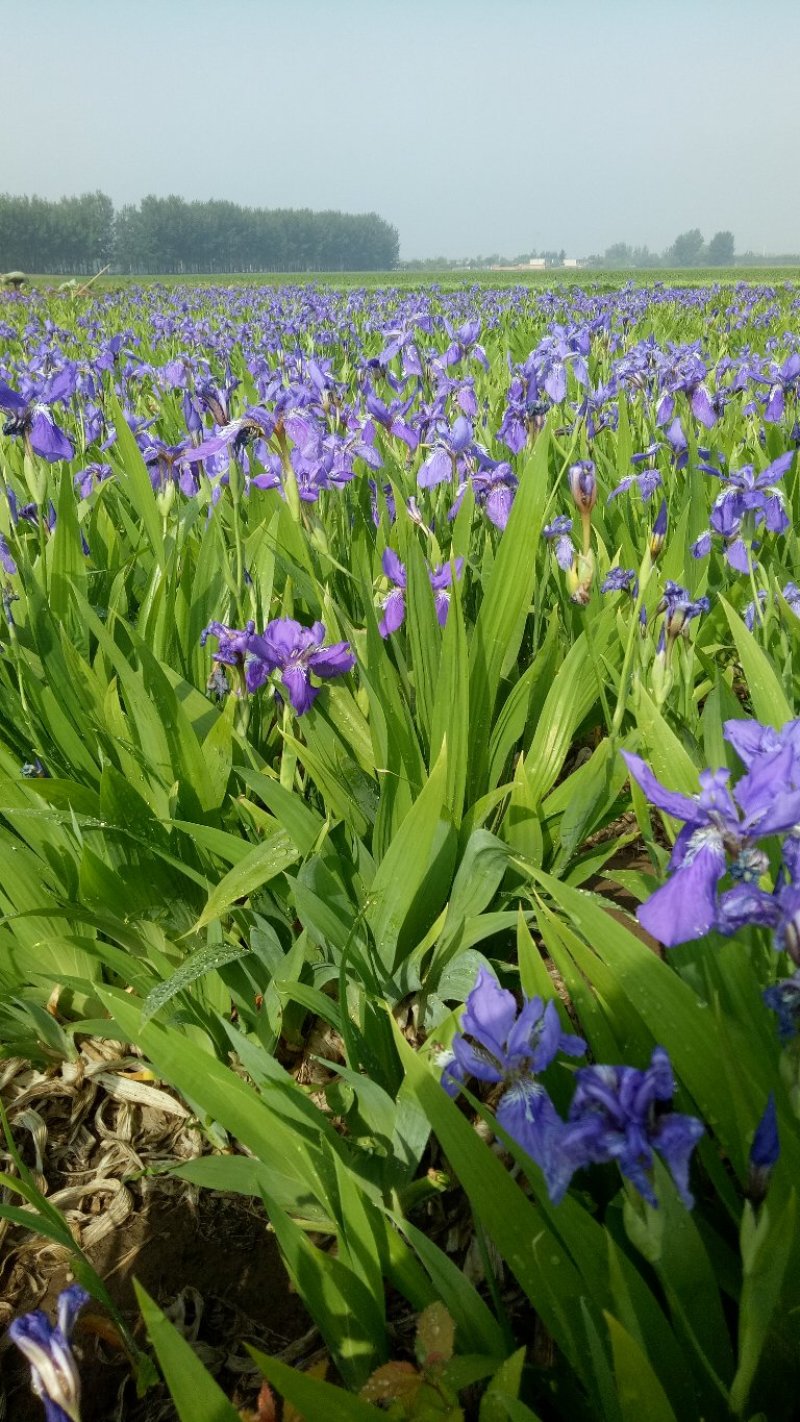 宿根花卉，多年生宿根花卉适合大面积绿花