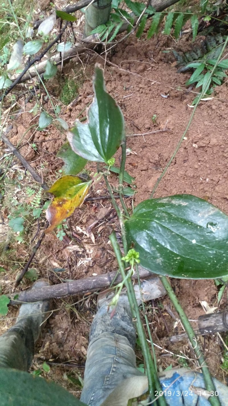 拔契，野生拔契。深山老林野生拔契，产地湖南身株洲市炎陵县