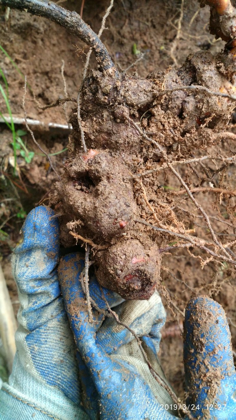 拔契，野生拔契。深山老林野生拔契，产地湖南身株洲市炎陵县