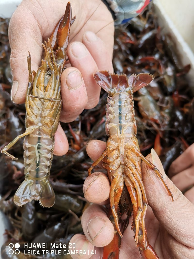 潜江清水小龙虾3-4钱4-6钱精品食用活虾纯青虾死亡包赔