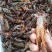 潜江清水小龙虾3-4钱4-6钱精品食用活虾纯青虾死亡包赔