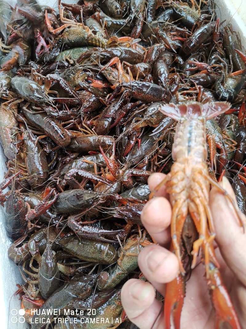 潜江清水小龙虾3-4钱4-6钱精品食用活虾纯青虾死亡包赔