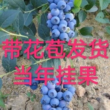 品种蓝莓苗，当年结果，坐果量大，口感好