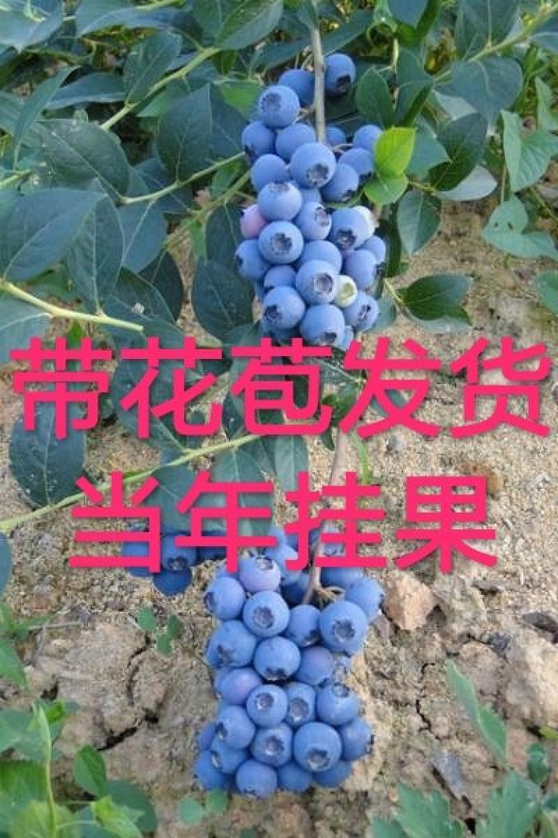 品种蓝莓苗，当年结果，坐果量大，口感好
