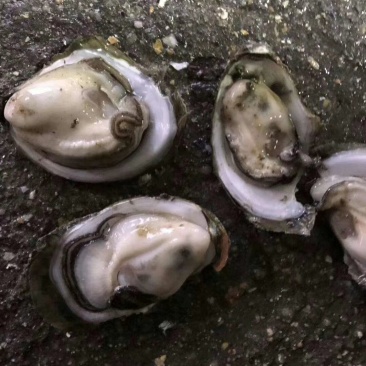 湛江生蚝