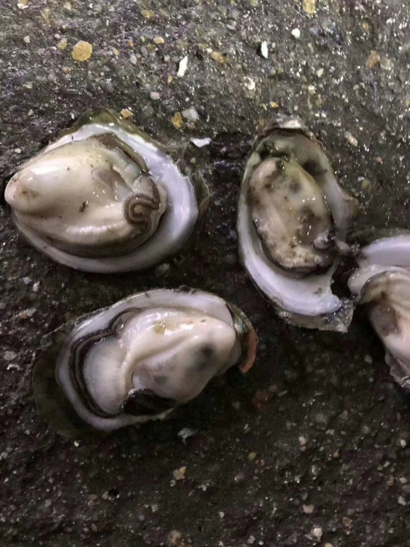 湛江生蚝