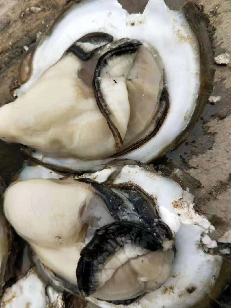 湛江生蚝