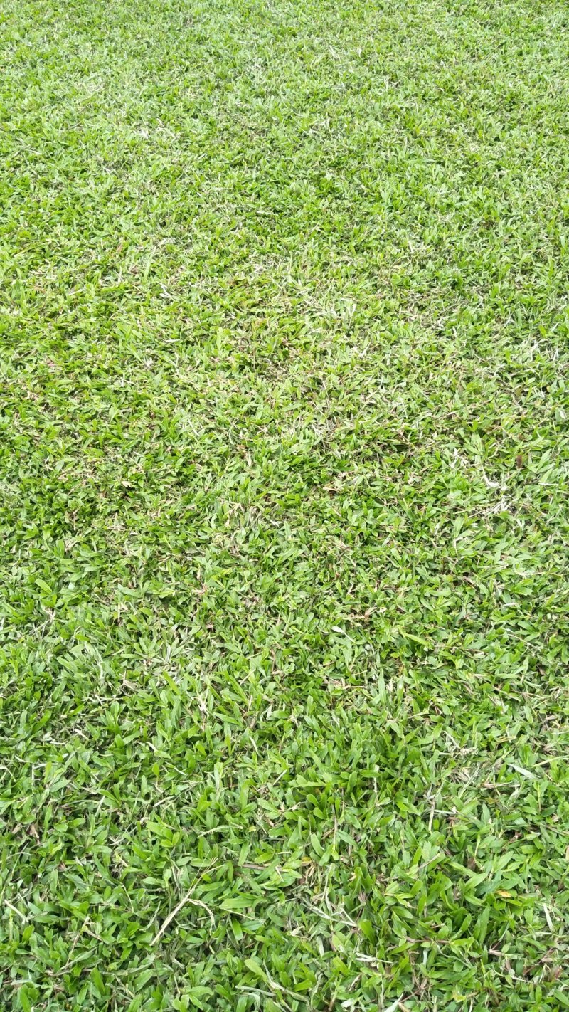 草皮直销
