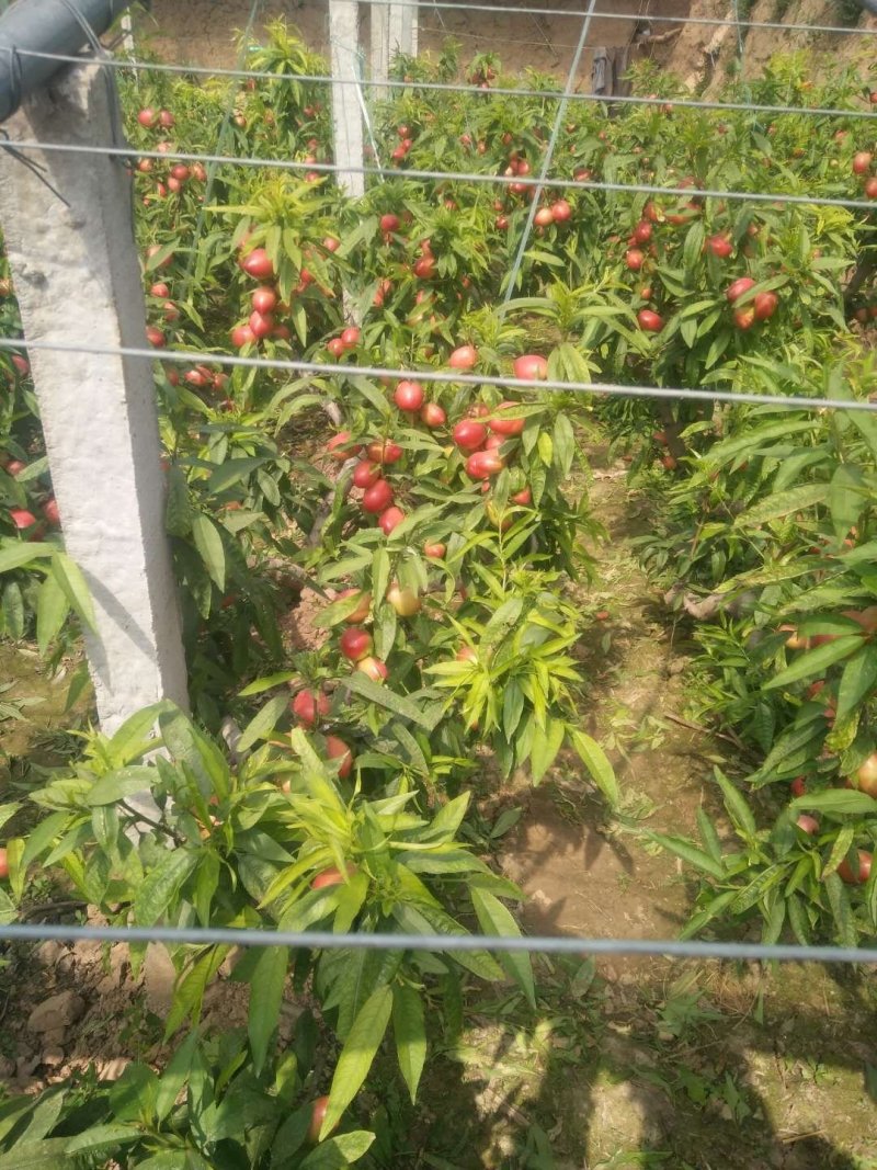 冠县油桃5号，诚信代办。