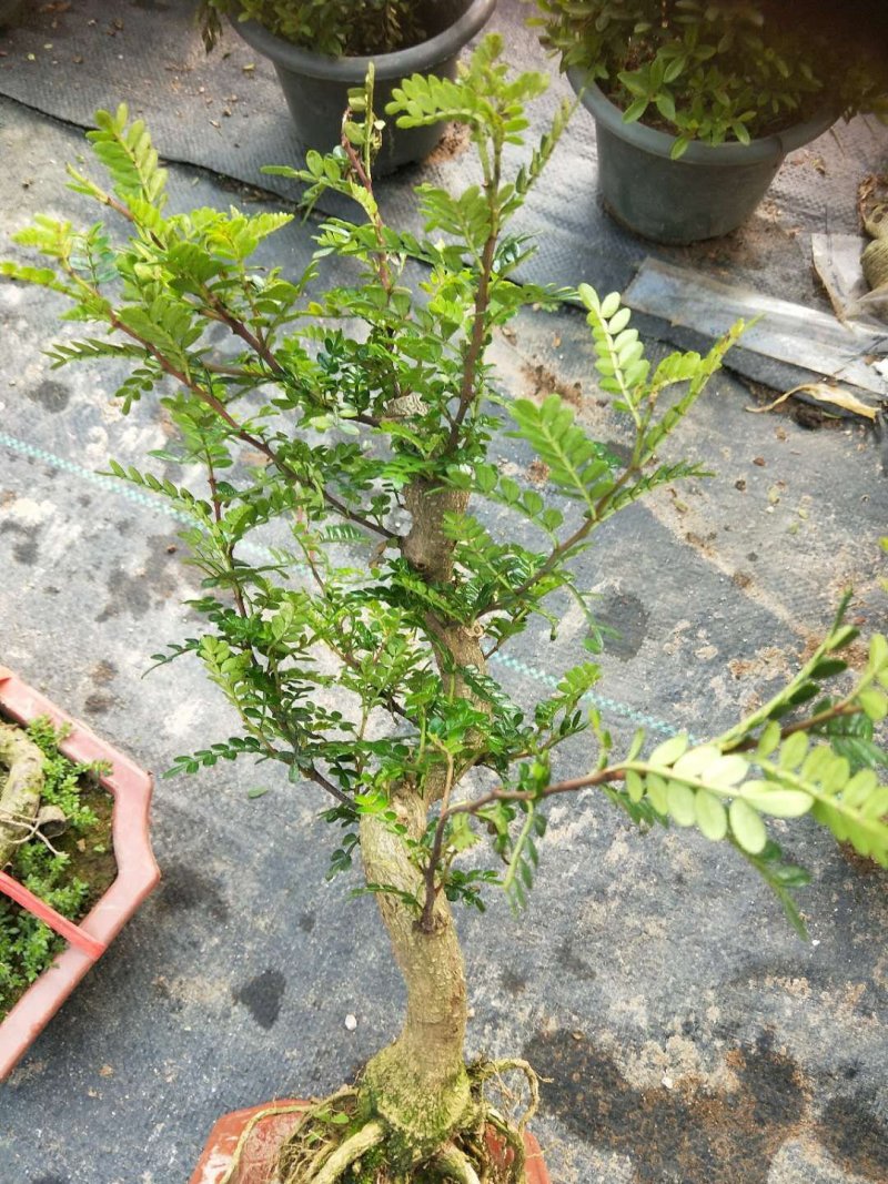 沉香木，以及各种绿化苗木