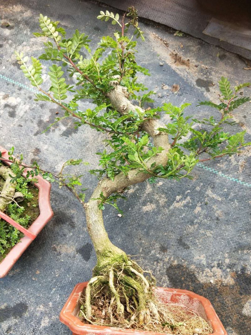 沉香木，以及各种绿化苗木