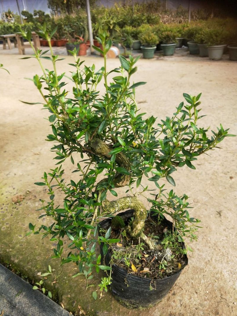 沉香木，以及各种绿化苗木