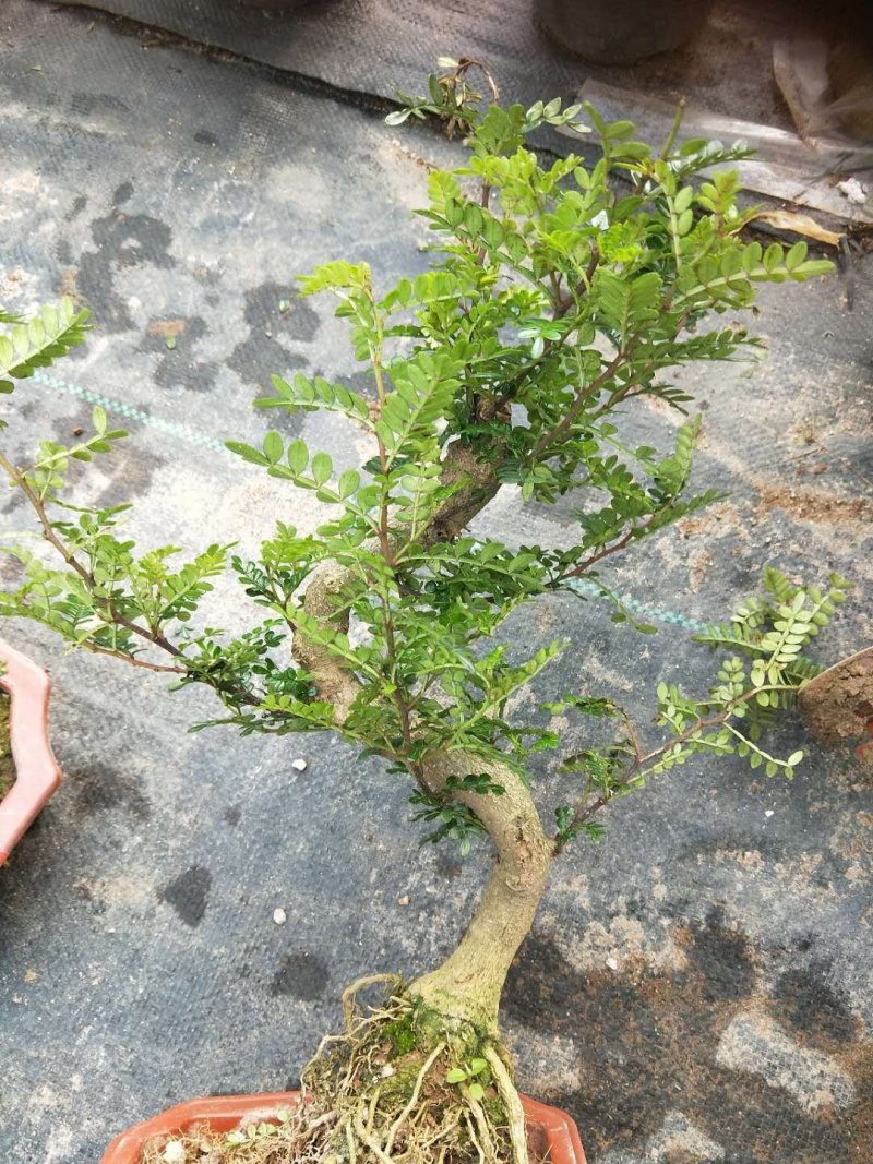 沉香木，以及各种绿化苗木