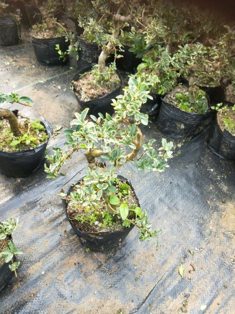 沉香木，以及各种绿化苗木