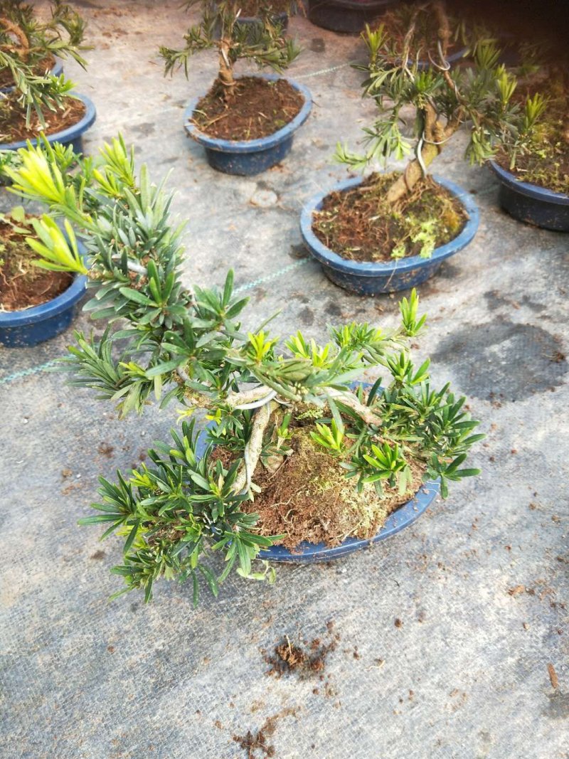 沉香木，以及各种绿化苗木