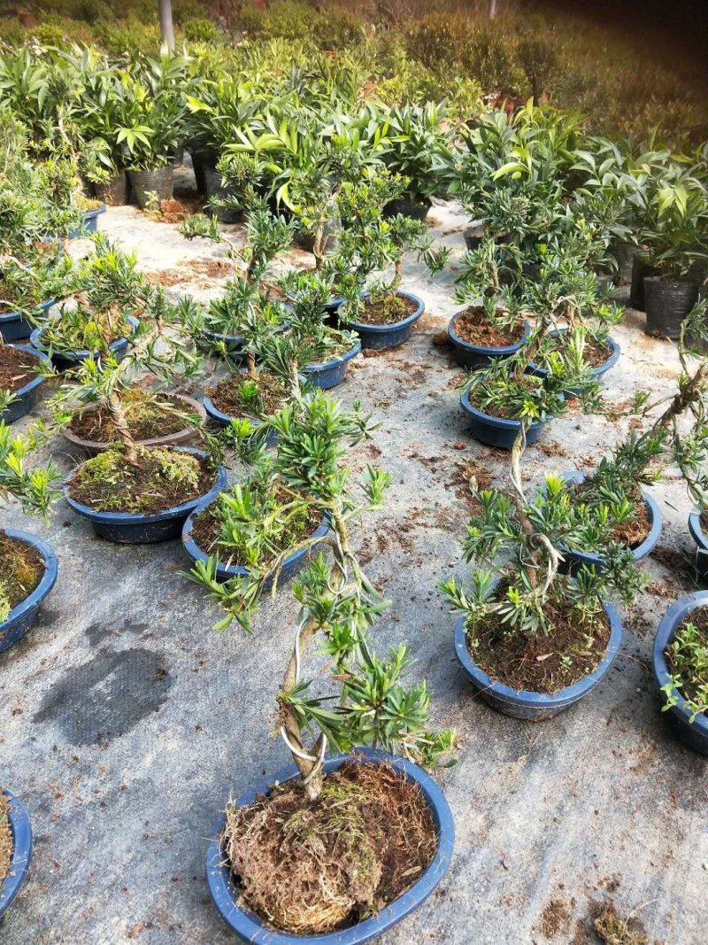 沉香木，以及各种绿化苗木