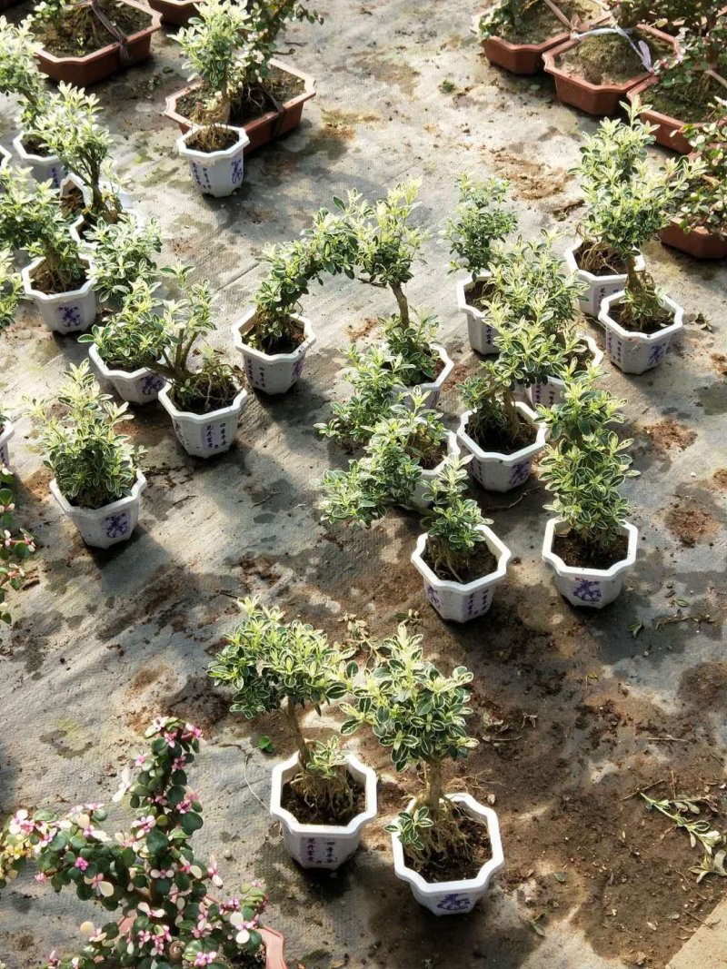 沉香木，以及各种绿化苗木