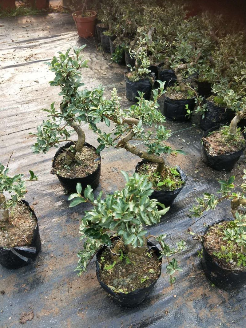 沉香木，以及各种绿化苗木