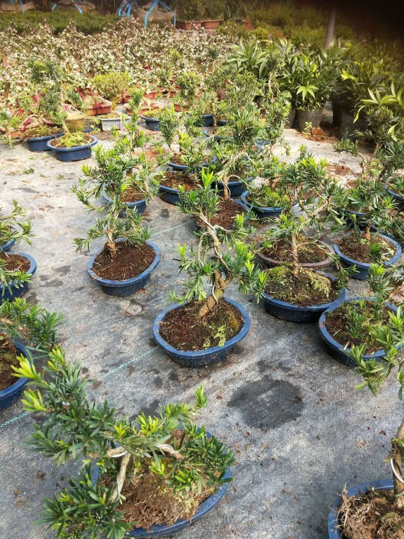 沉香木，以及各种绿化苗木