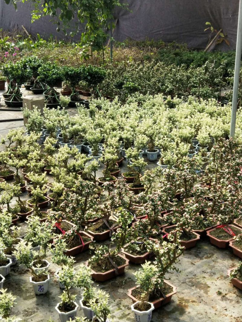 沉香木，以及各种绿化苗木