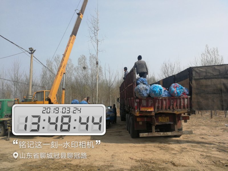 毛白杨