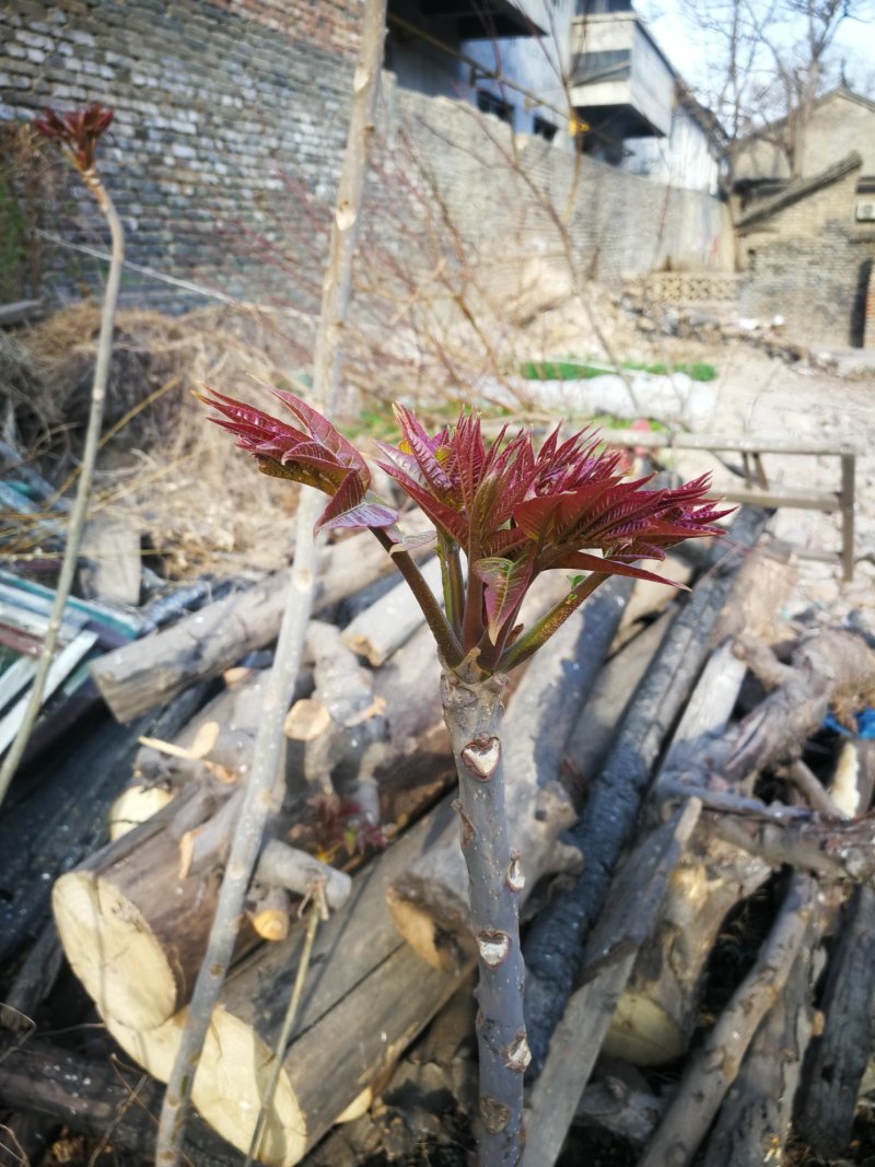 香椿芽