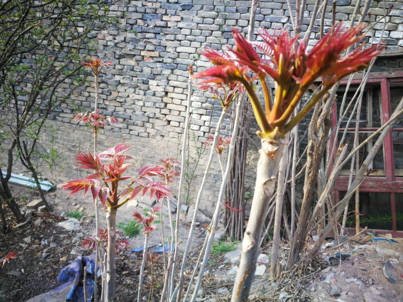 香椿芽