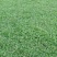 马尼拉草，大叶油草，台湾草，兰引三号