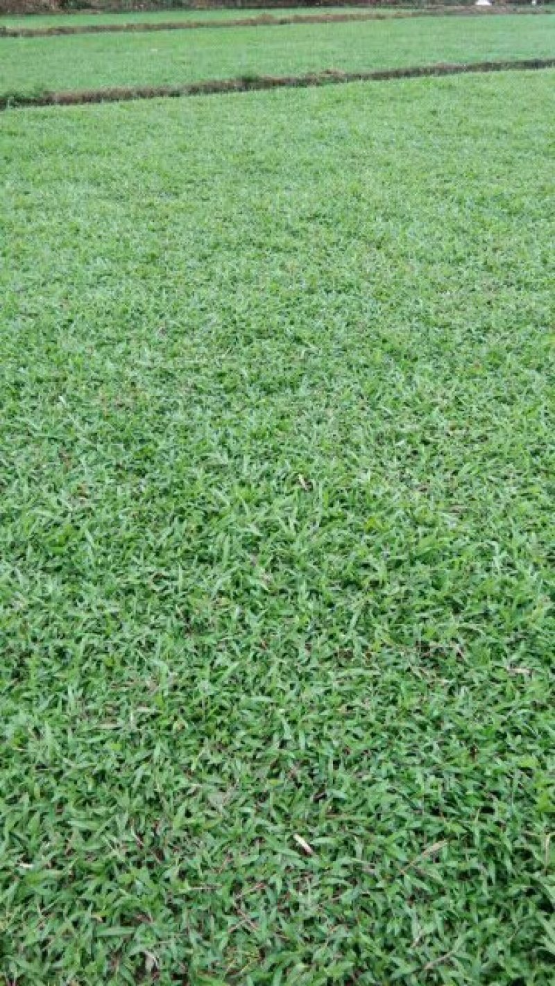 马尼拉草，大叶油草，台湾草，兰引三号