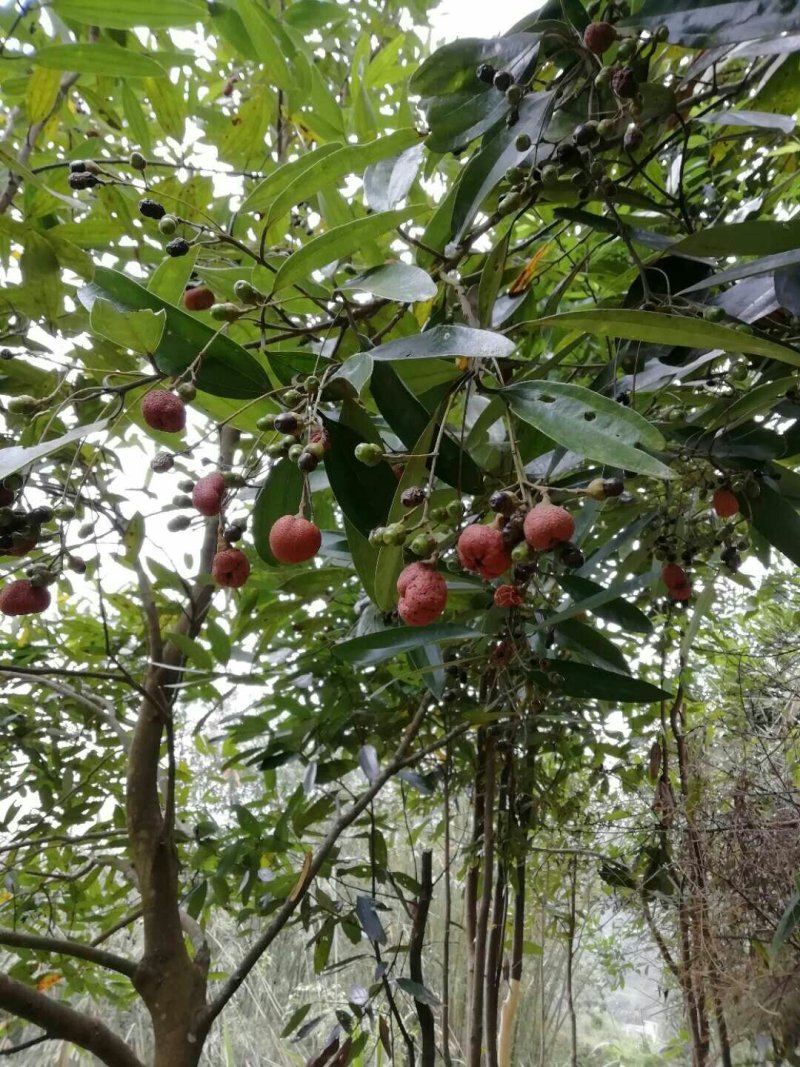 桂皮之乡今年新鲜，干老桂皮，皮厚味浓，买：12