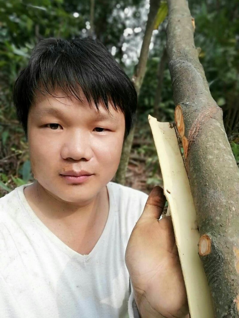 桂皮之乡今年新鲜，干老桂皮，皮厚味浓，买：12