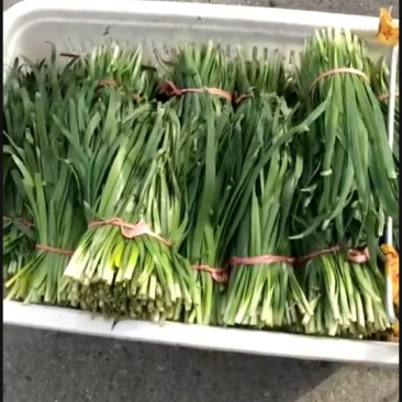 韭菜